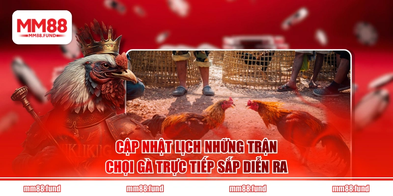 Cập nhật lịch những trận chọi gà trực tiếp sắp diễn ra