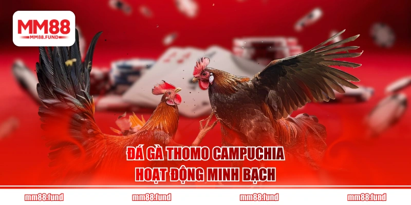 Đá gà Thomo Campuchia hoạt động minh bạch
