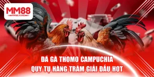 Đá Gà Thomo Campuchia - Quy Tụ Hàng Trăm Giải Đấu Hot