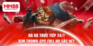 Đá Gà Trực Tiếp 24/7 - Xem Thomo, CPC Full HD Sắc Nét