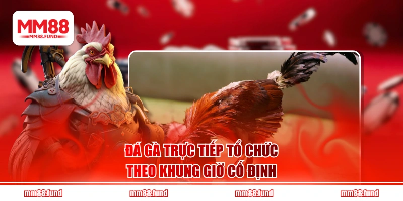 Đá gà trực tiếp tổ chức theo khung giờ cố định