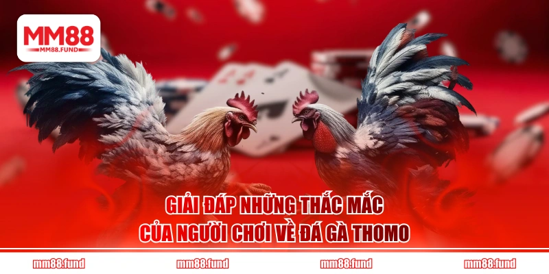Giải đáp những thắc mắc của người chơi về đá gà Thomo