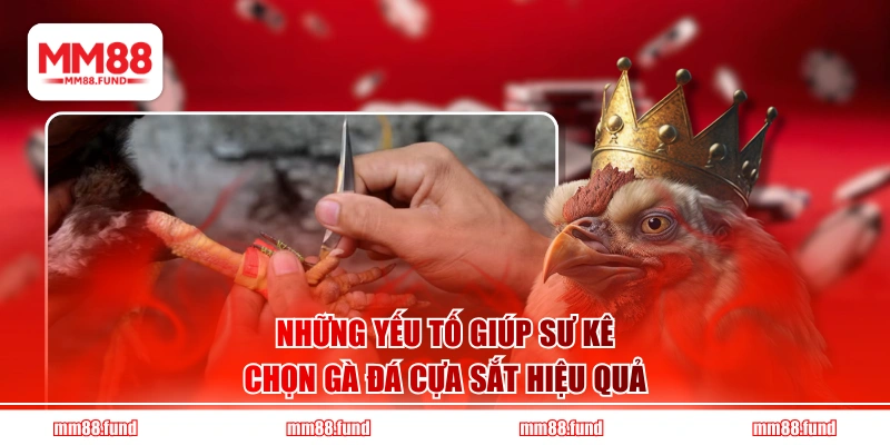 Những yếu tố giúp sư kê chọn gà đá cựa sắt hiệu quả