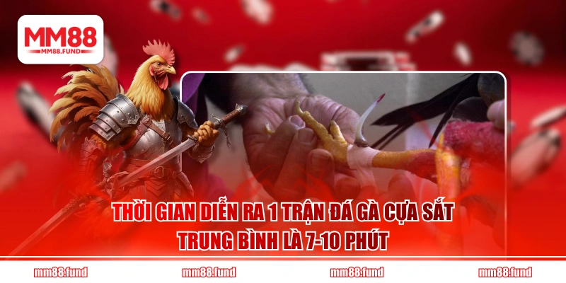Thời gian diễn ra 1 trận đá gà cựa sắt trung bình là 7-10 phút