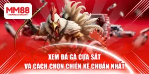 Xem Đá Gà Cựa Sắt Và Cách Chọn Chiến Kê Chuẩn Nhất